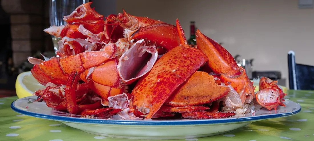 American lobster (Homarus americanus) in its aquatic habitat