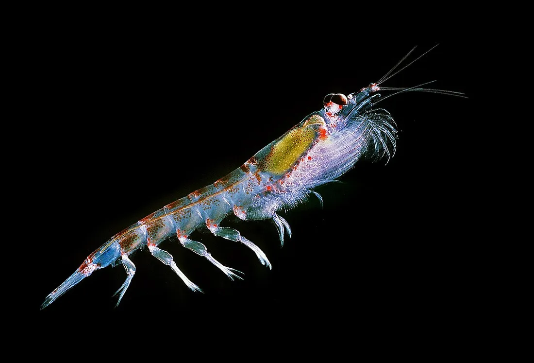Antarctic krill (Euphausia superba) in its aquatic habitat