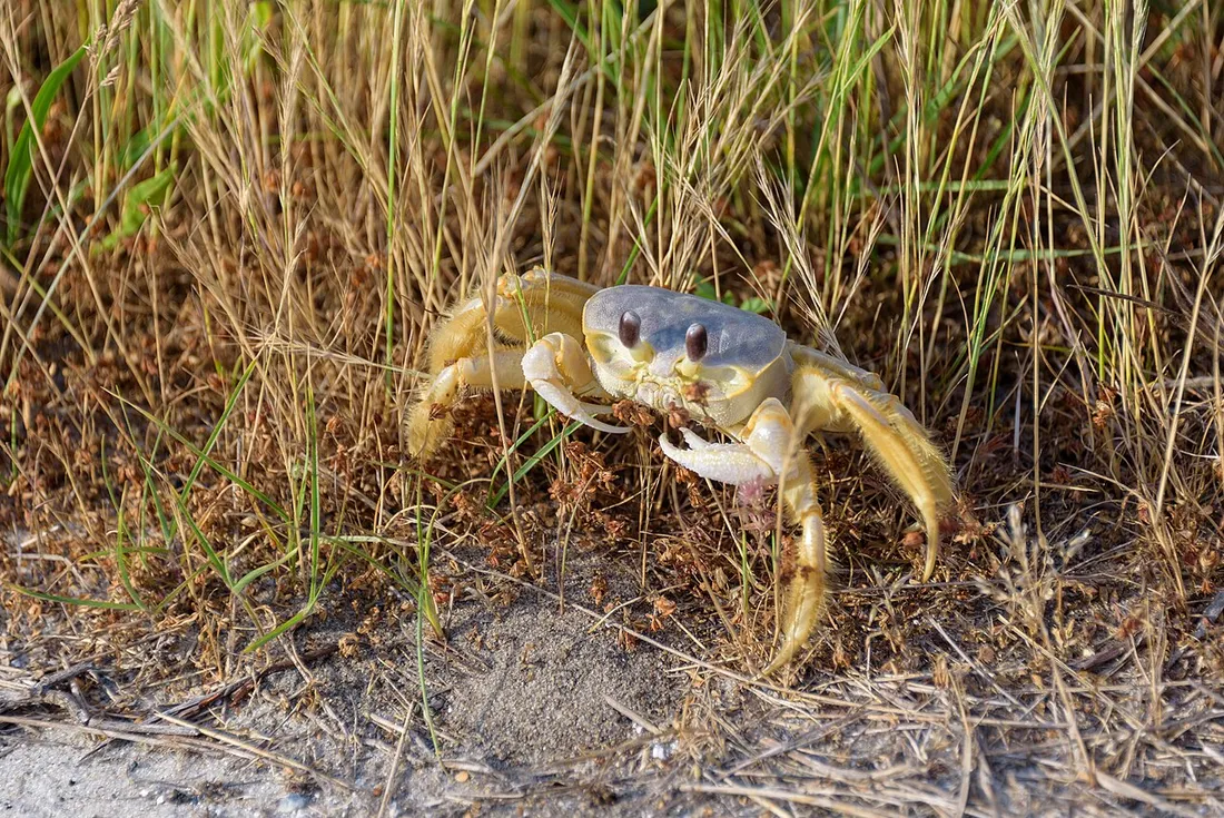 Atlantic ghost crab (Ocypode quadrata) in its aquatic habitat
