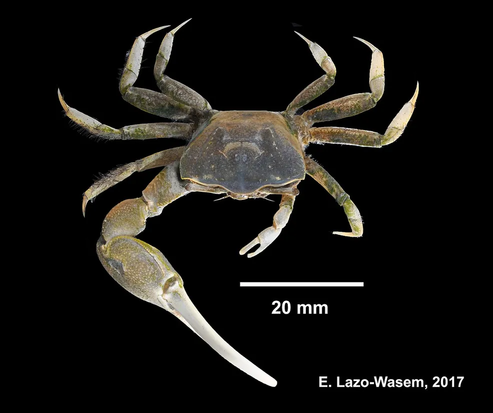 Atlantic marsh fiddler crab (Minuca pugnax) in its aquatic habitat