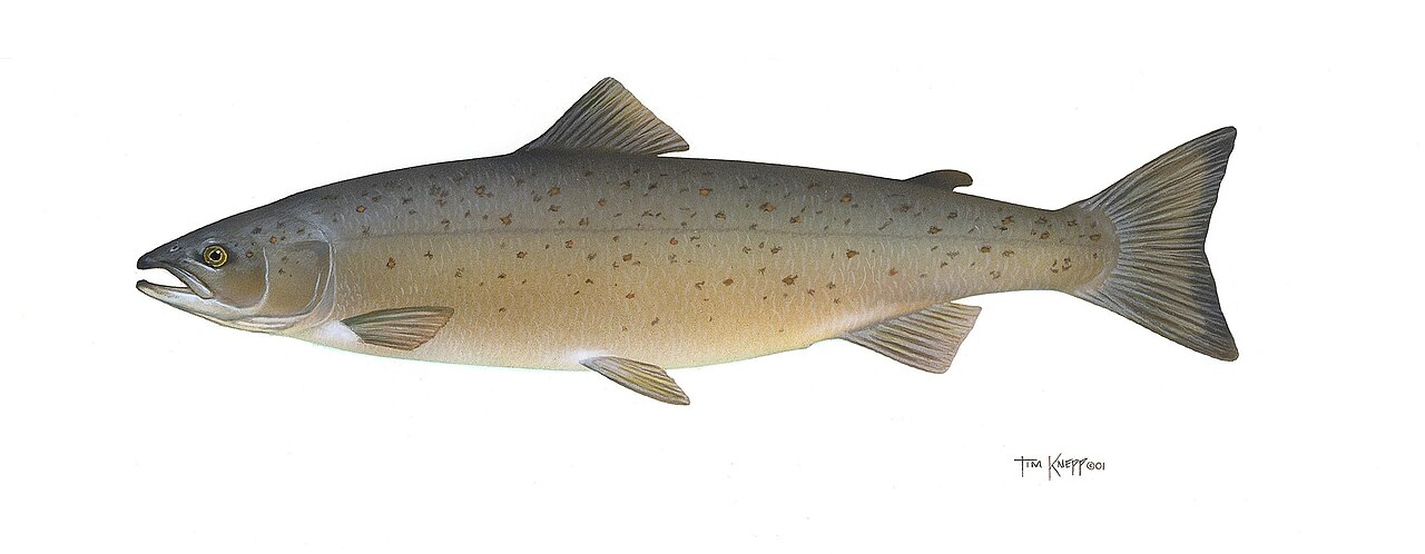A silver Atlantic salmon with dark spots shown against a plain background