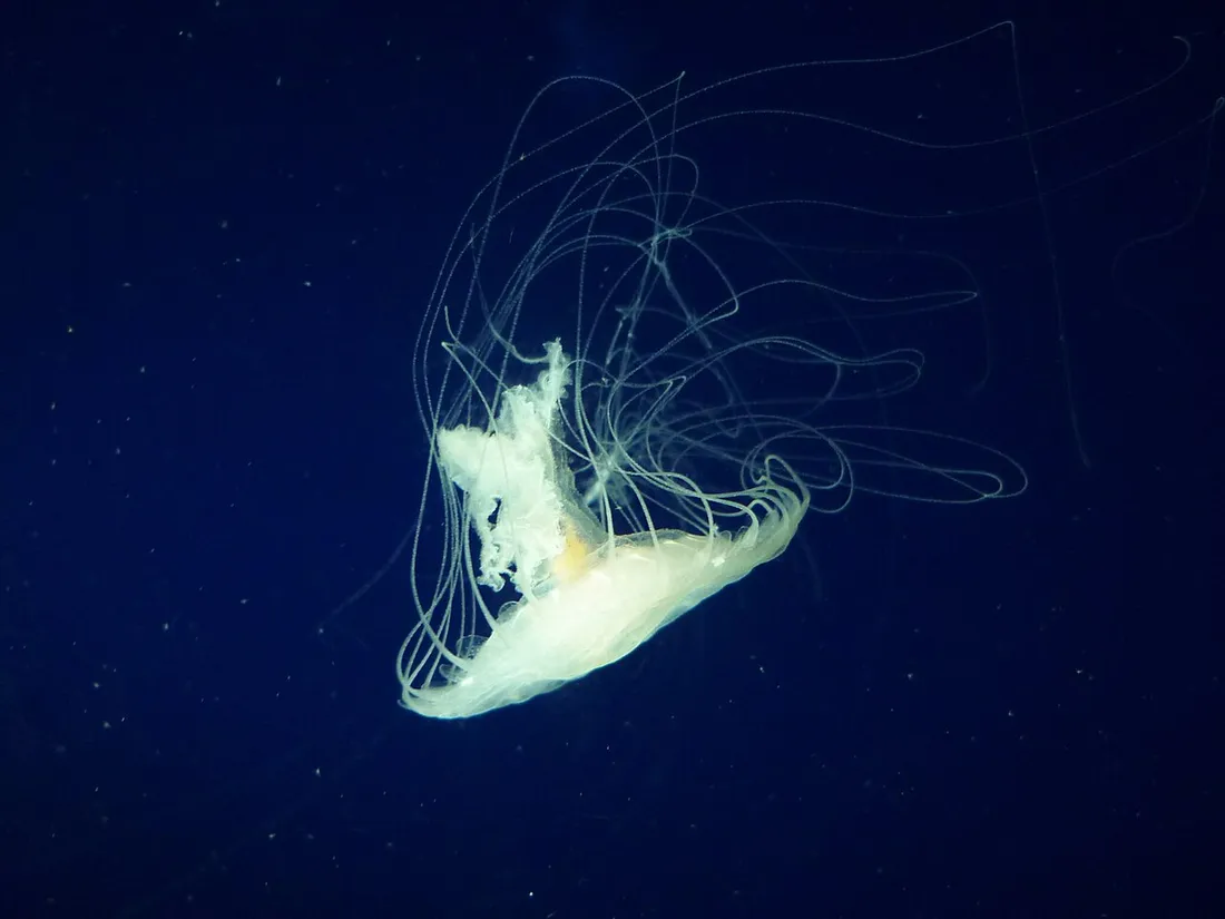 Atlantic sea nettle (Chrysaora quinquecirrha) in its aquatic habitat