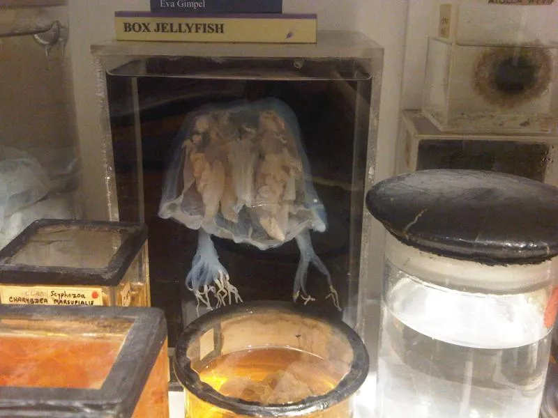 Australian box jellyfish (Chironex fleckeri) in its aquatic habitat