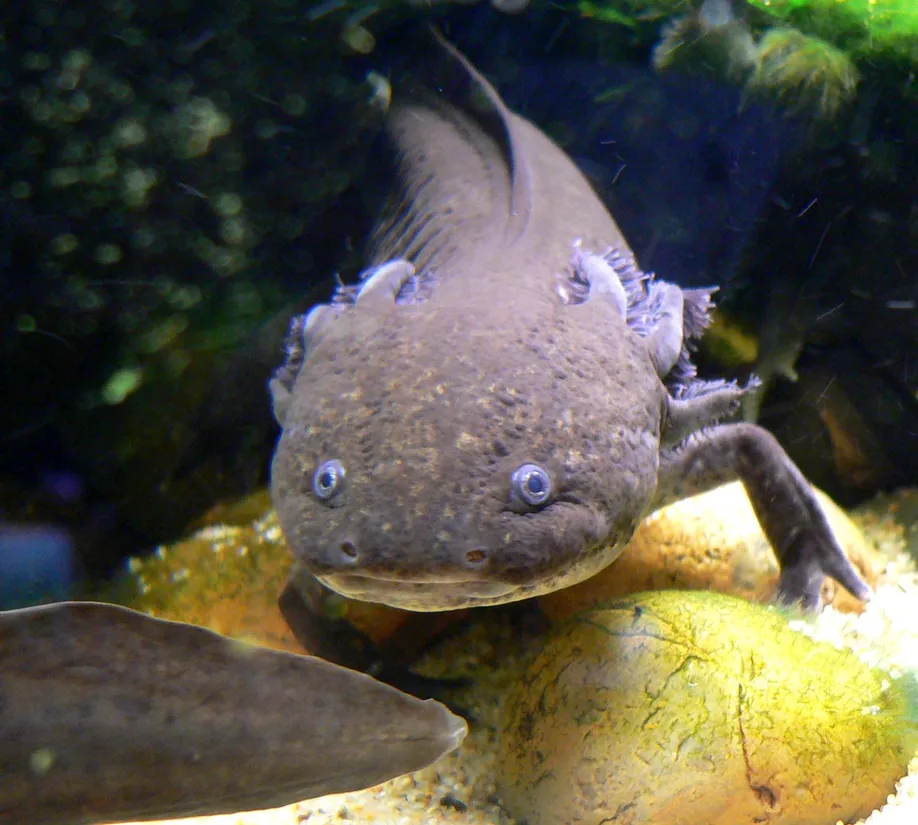 Axolotl (Ambystoma mexicanum) in its aquatic habitat