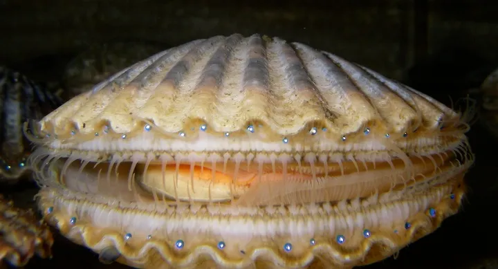 Bay scallop (Argopecten irradians) in its aquatic habitat