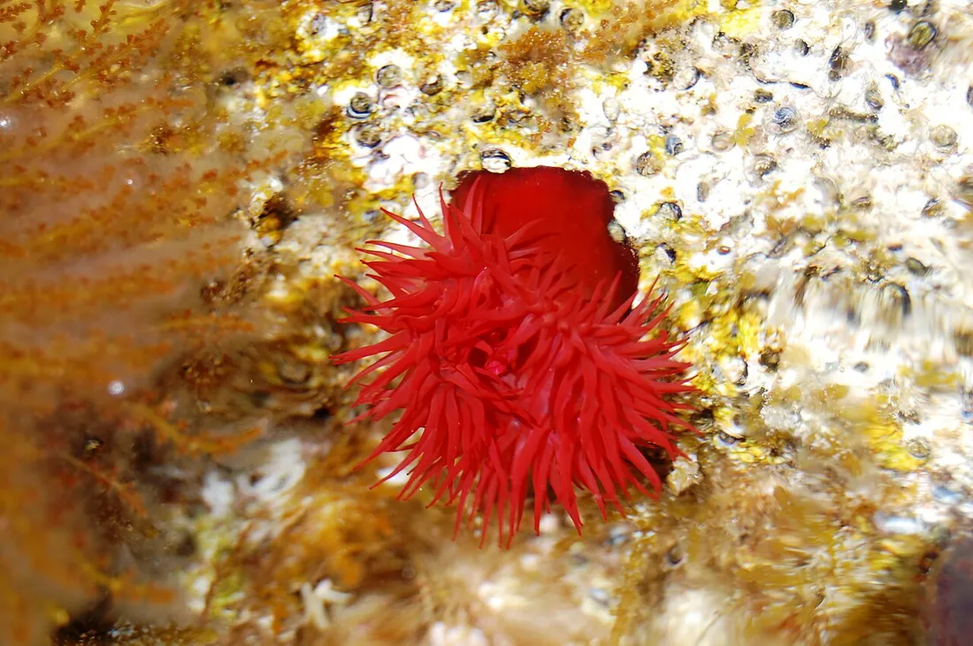 Beadlet anemone (Actinia equina) in its aquatic habitat