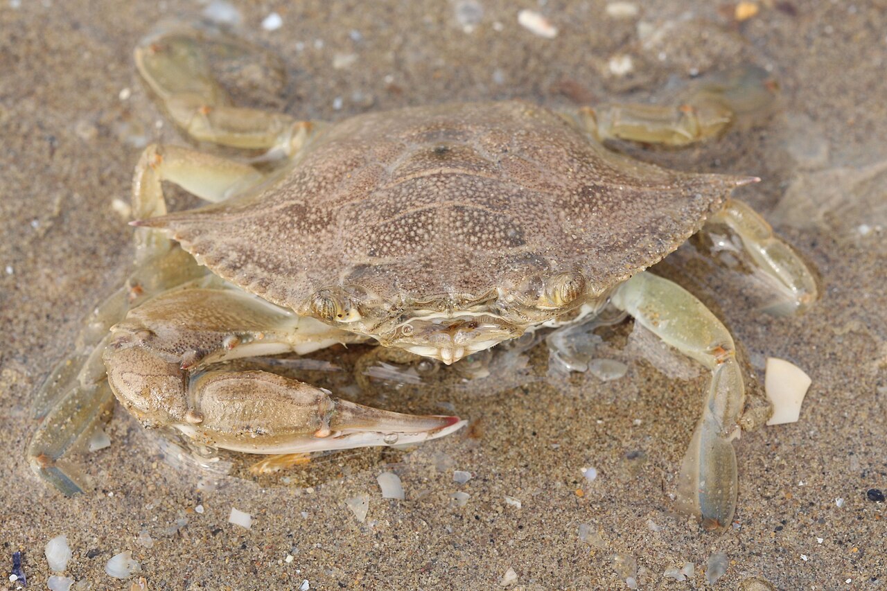 A blue crab showing blue legs and claws on a pale sandy bottom