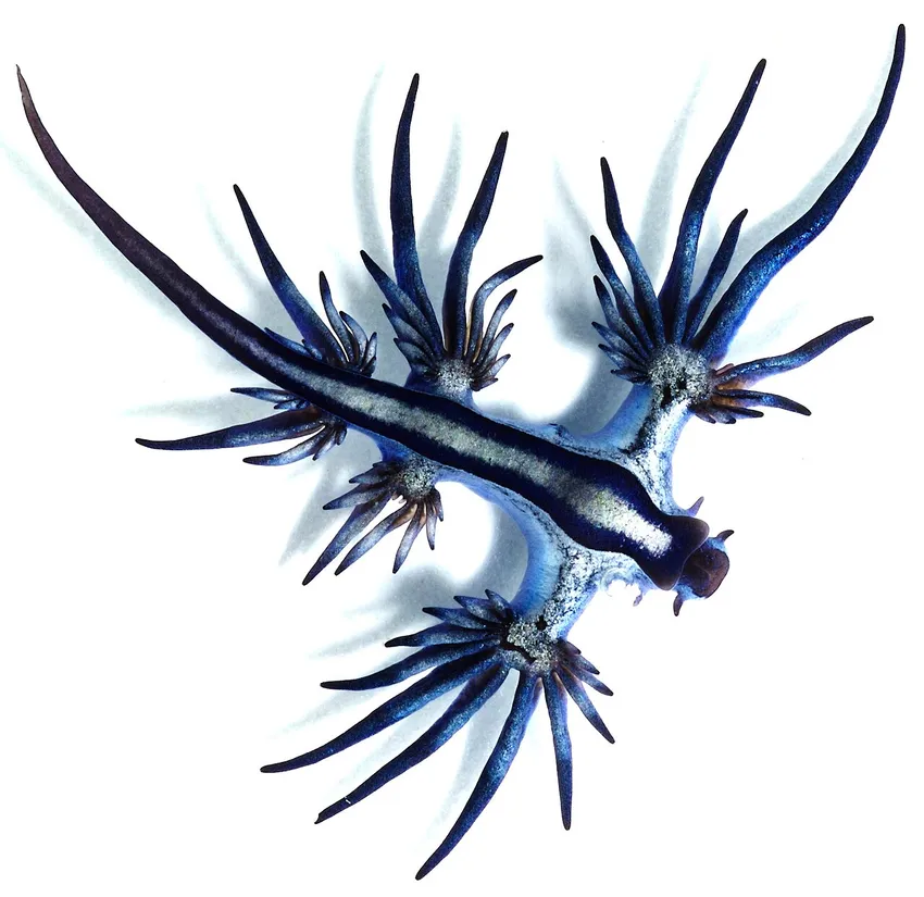 Blue dragon (Glaucus atlanticus) in its aquatic habitat