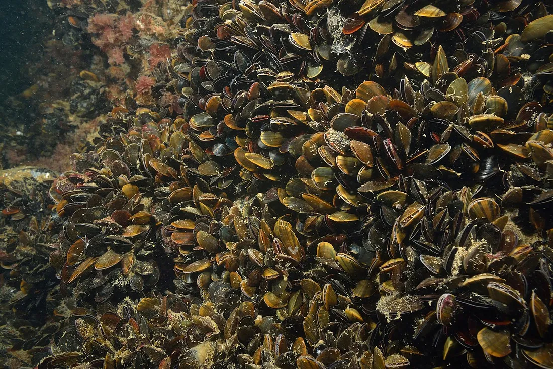 Blue mussel (Mytilus edulis) in its aquatic habitat