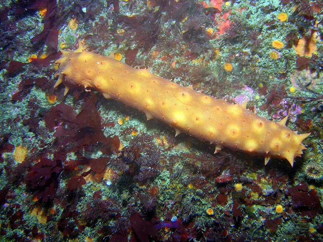 California sea cucumber (Apostichopus californicus) in its aquatic habitat