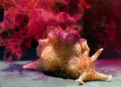 California sea hare (Aplysia californica) in its aquatic habitat
