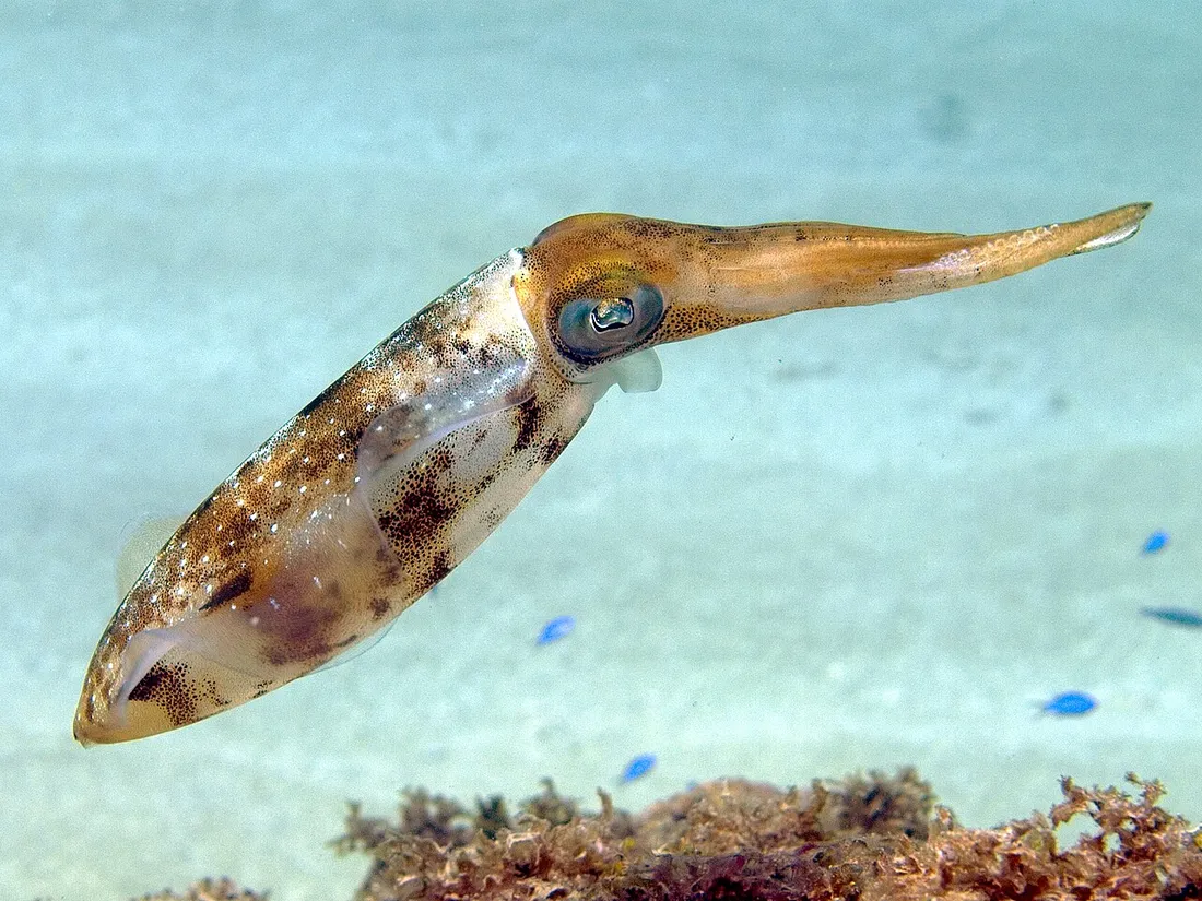 Caribbean reef squid (Sepioteuthis sepioidea) in its aquatic habitat