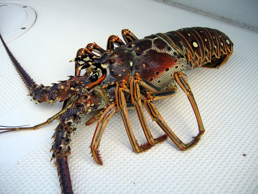 Caribbean spiny lobster (Panulirus argus) in its aquatic habitat