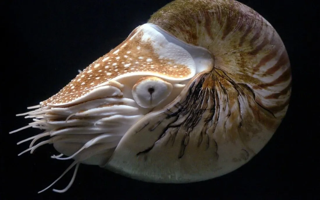 Chambered nautilus (Nautilus pompilius) in its aquatic habitat