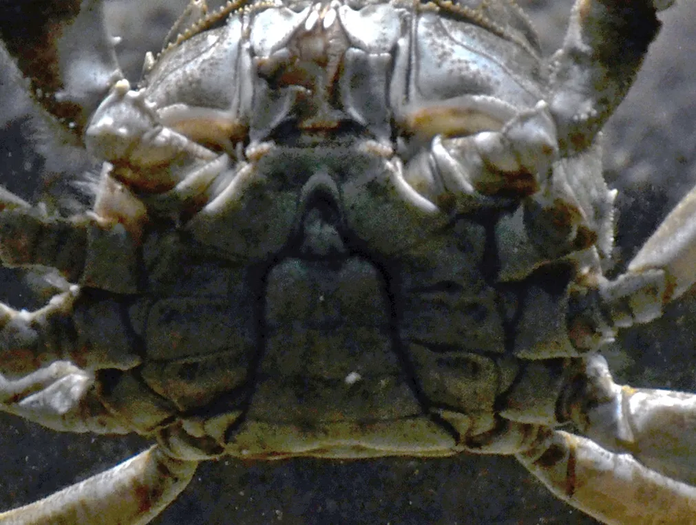 Chinese mitten crab (Eriocheir sinensis) in its aquatic habitat
