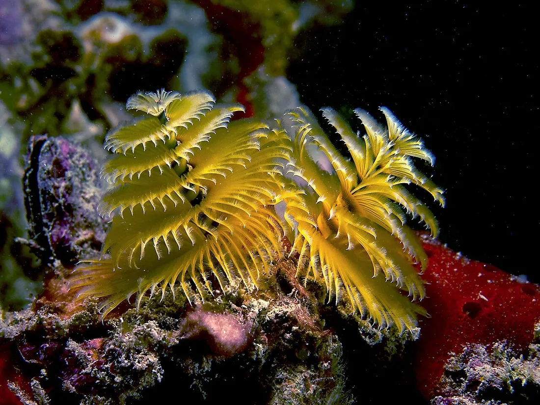 Christmas tree worm (Spirobranchus giganteus) in its aquatic habitat