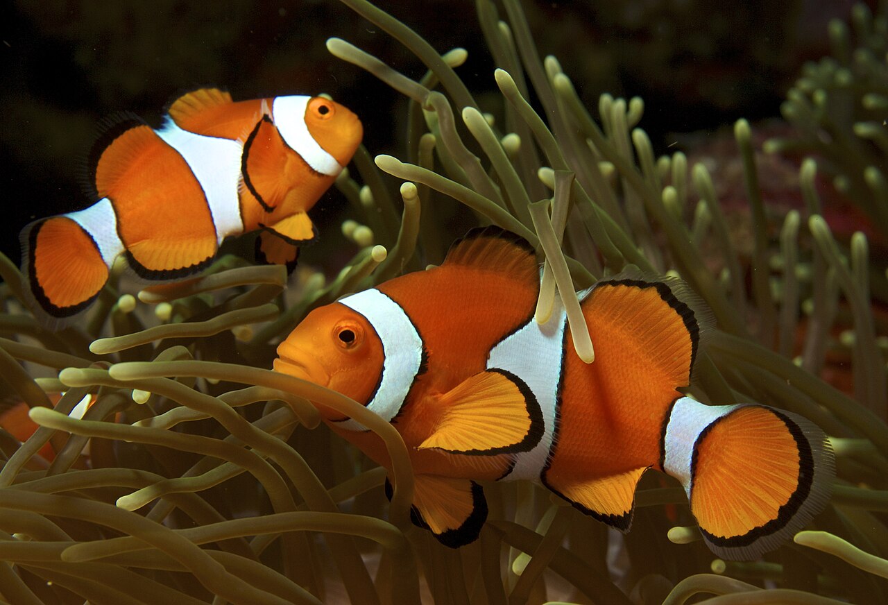 An orange ocellaris clownfish swimming through pale anemone tentacles