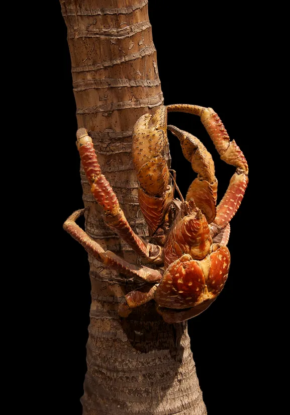 Coconut crab (Birgus latro) in its aquatic habitat