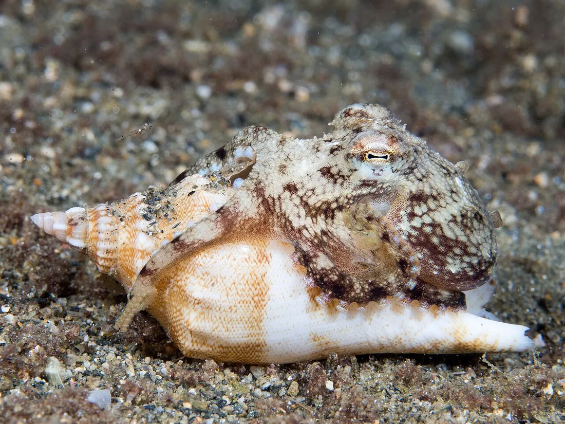 Coconut octopus (Amphioctopus marginatus) in its aquatic habitat
