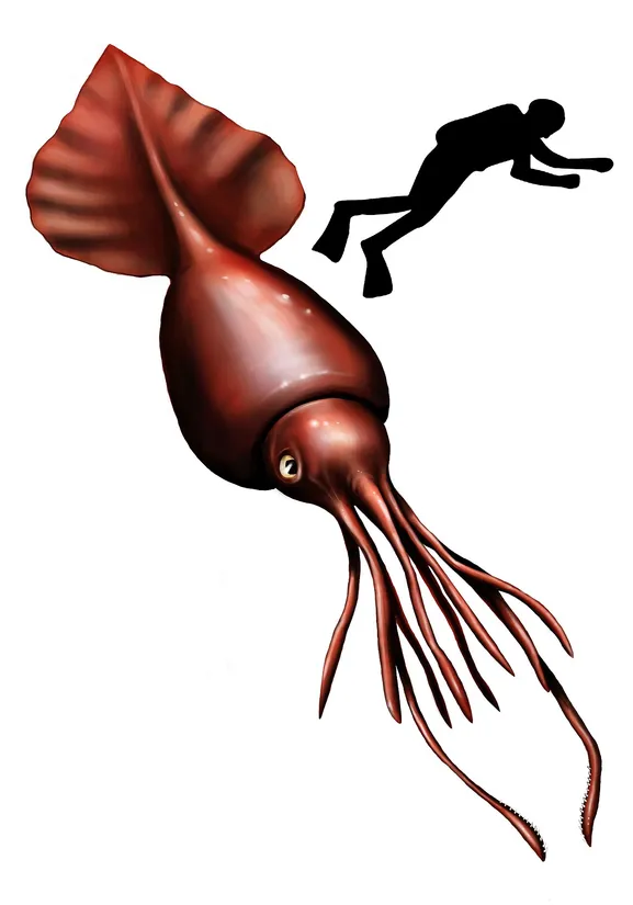 Colossal squid (Mesonychoteuthis hamiltoni) in its aquatic habitat