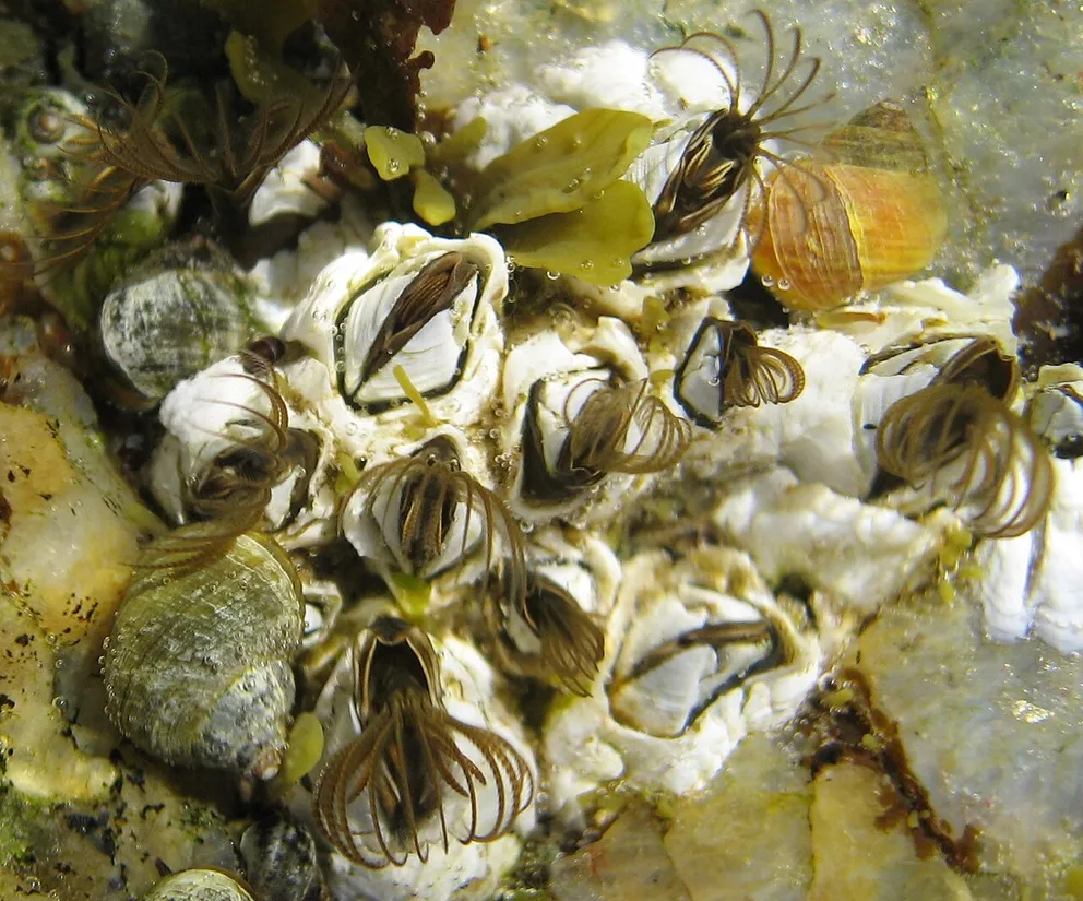 Common acorn barnacle (Semibalanus balanoides) in its aquatic habitat