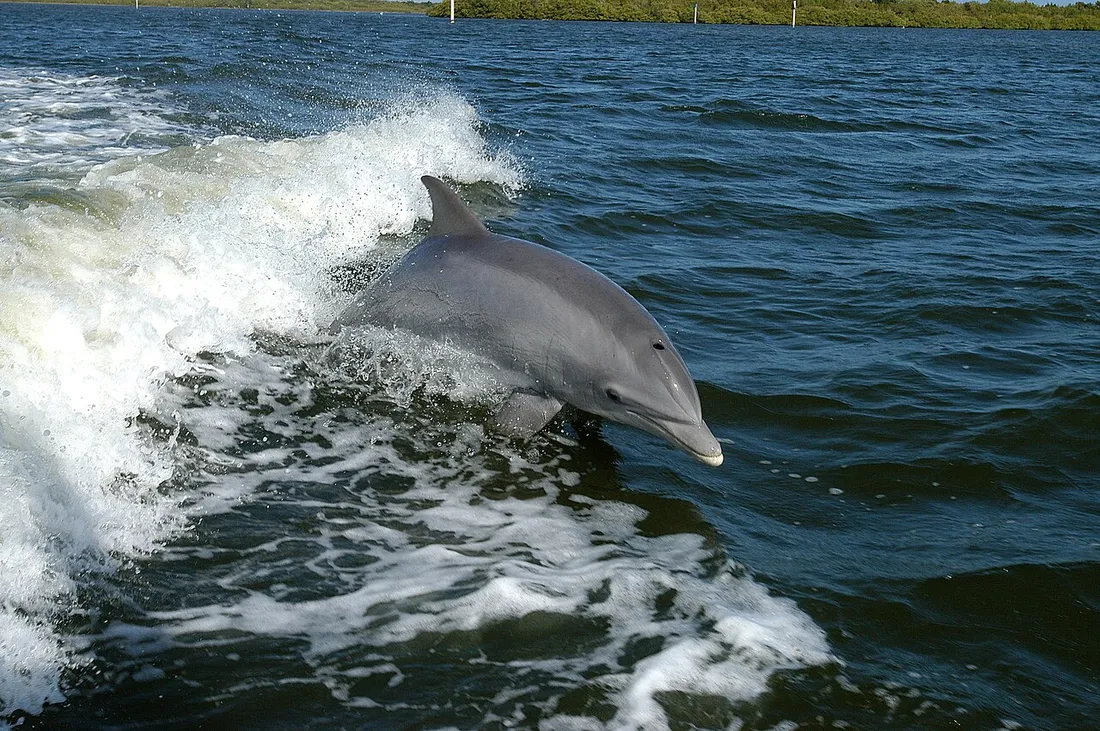 Common bottlenose dolphin (Tursiops truncatus) in its aquatic habitat