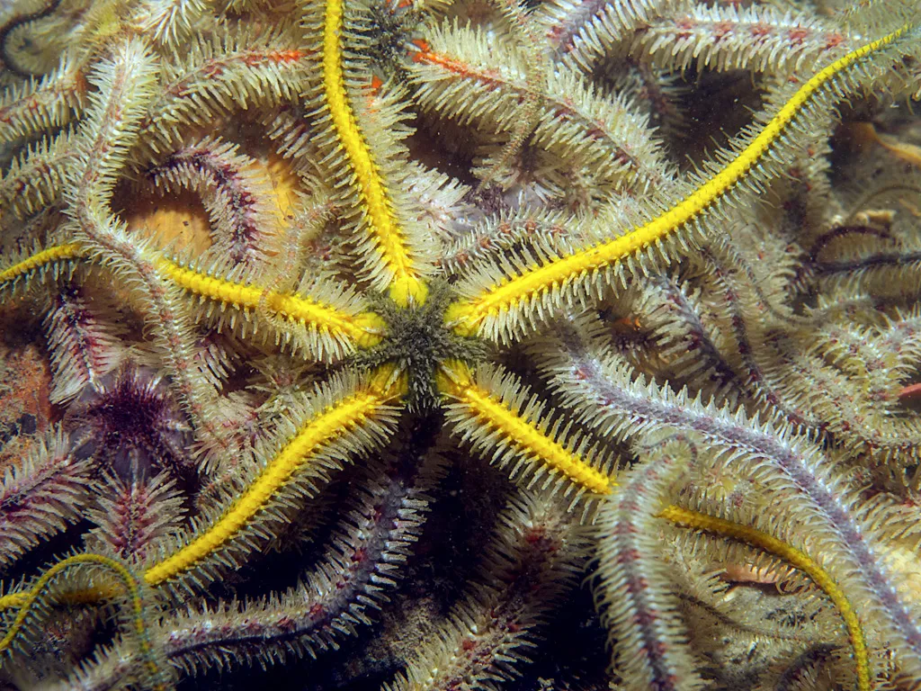 Common brittle star (Ophiothrix fragilis) in its aquatic habitat