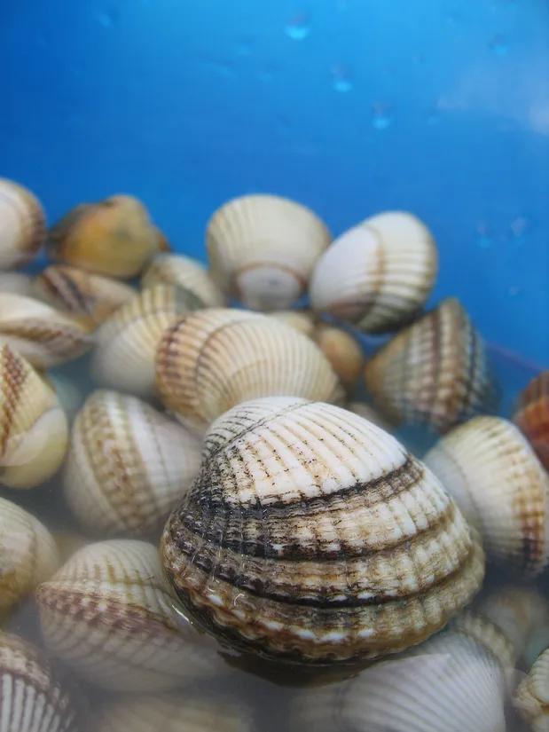 Common cockle (Cerastoderma edule) in its aquatic habitat