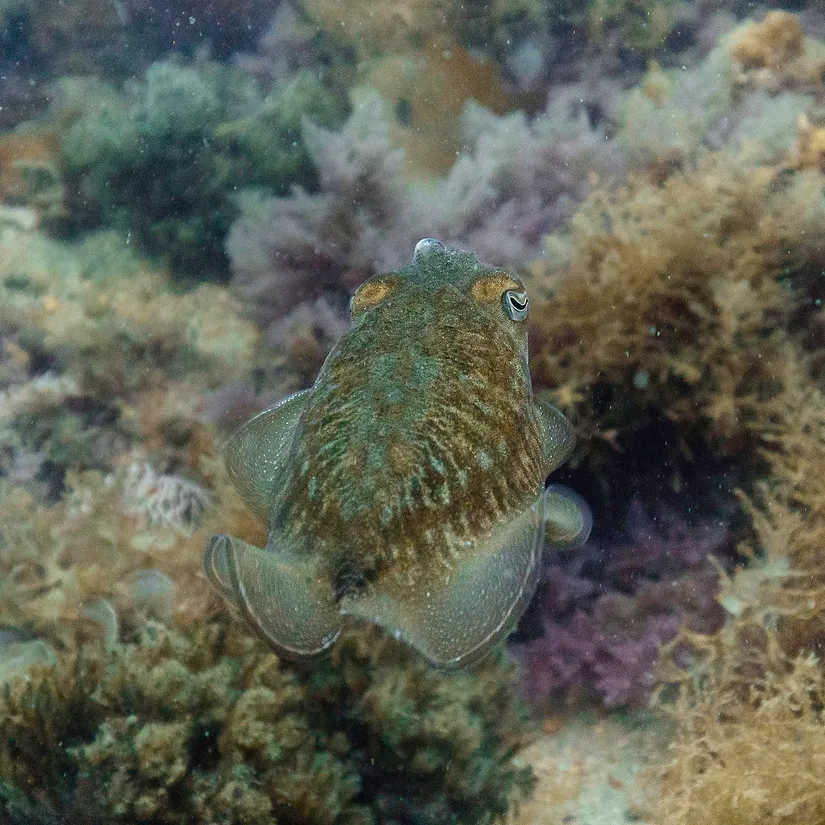 Common cuttlefish (Sepia officinalis) in its aquatic habitat