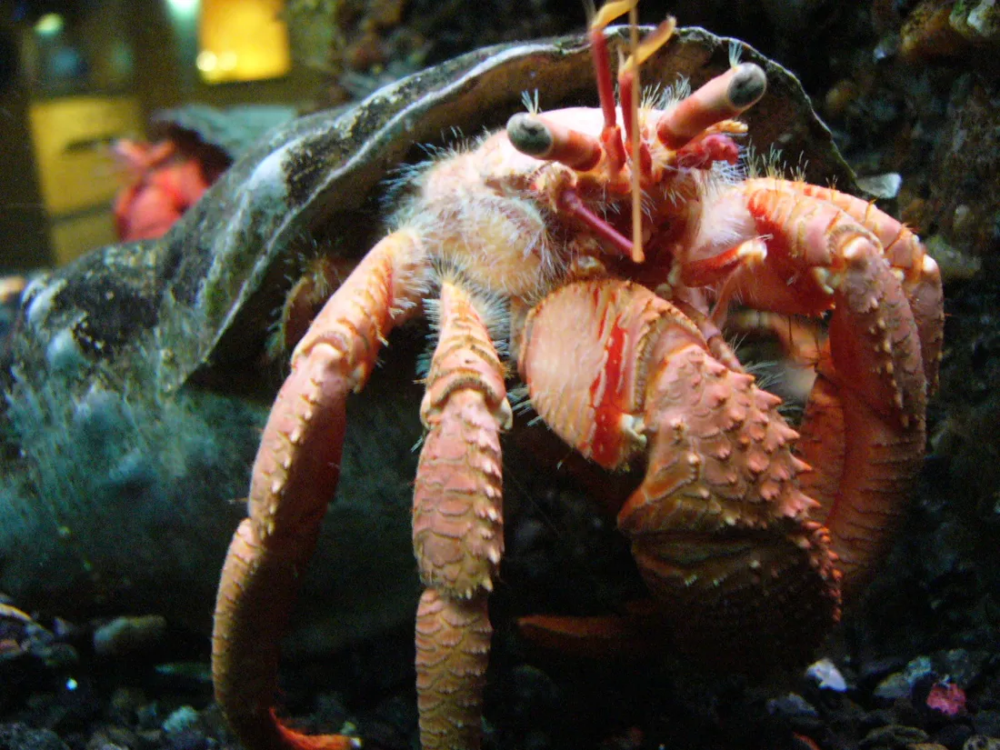 Common hermit crab (Pagurus bernhardus) in its aquatic habitat