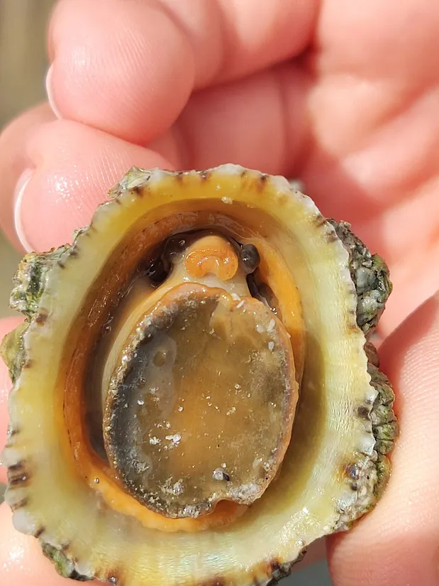 Common limpet (Patella vulgata) in its aquatic habitat