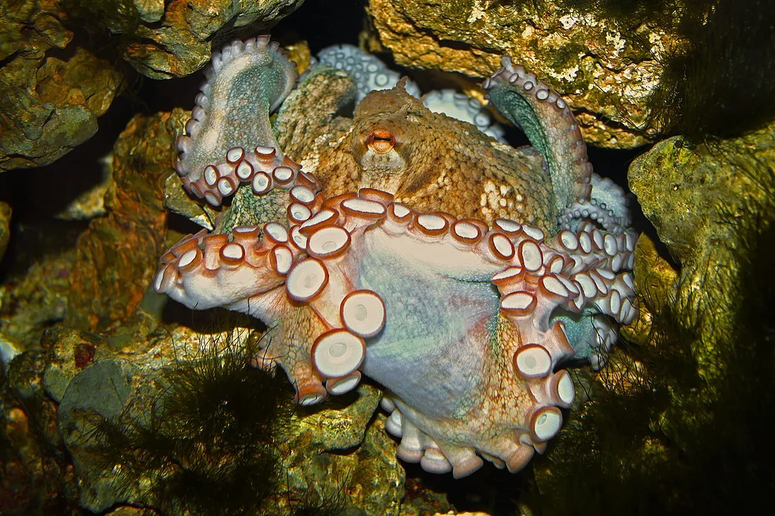 Common octopus (Octopus vulgaris) in its aquatic habitat