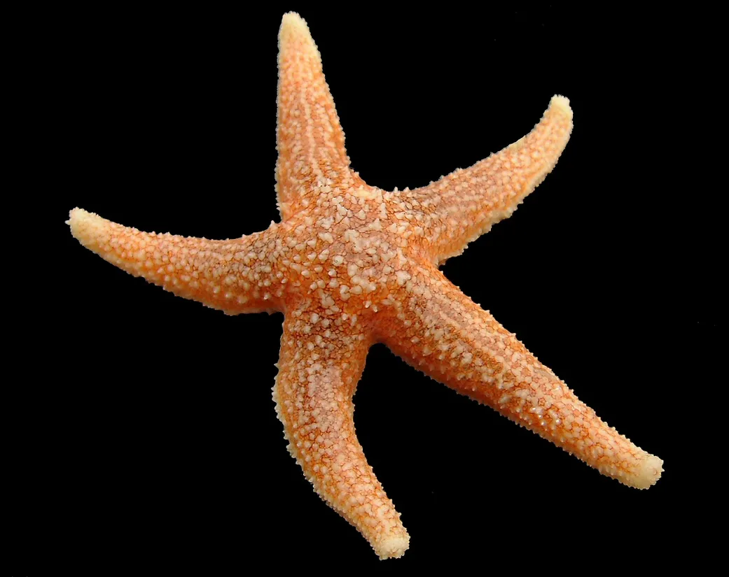 Common sea star (Asterias rubens) in its aquatic habitat