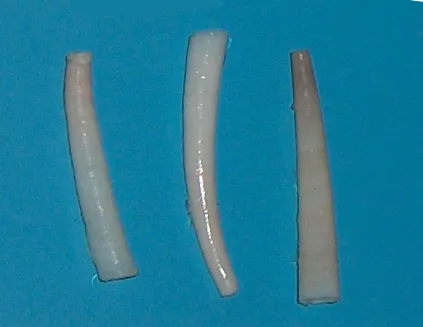 Common tusk shell (Antalis vulgaris) in its aquatic habitat
