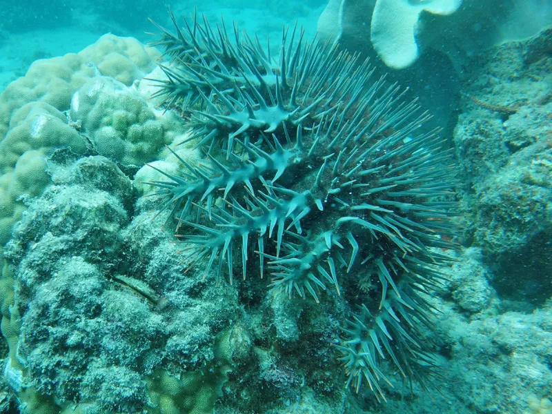 Crown-of-thorns starfish (Acanthaster planci) in its aquatic habitat