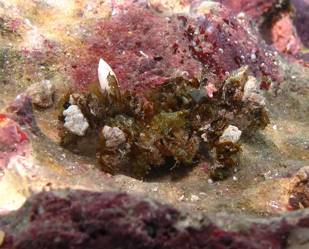 Decorator crab (Camposcia retusa) in its aquatic habitat
