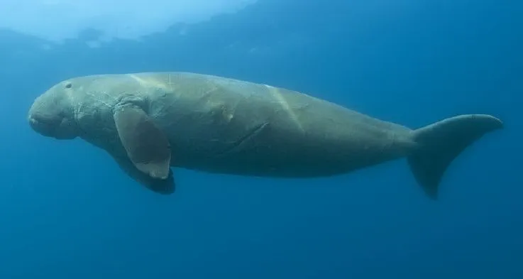 Dugong (Dugong dugon) in its aquatic habitat