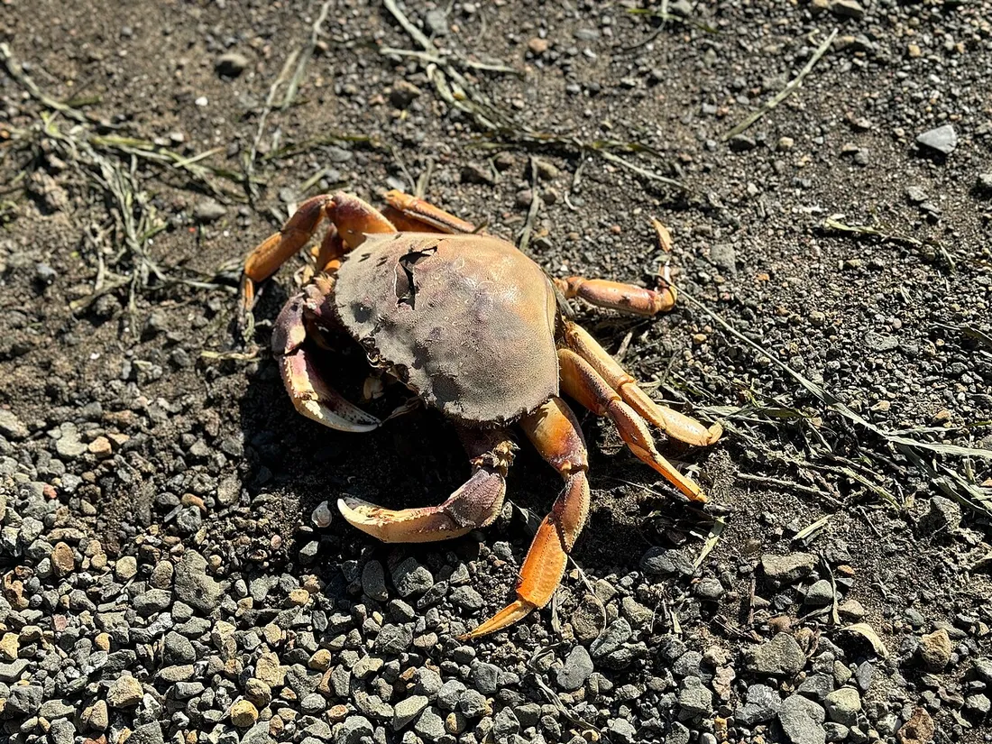 Dungeness crab (Metacarcinus magister) in its aquatic habitat