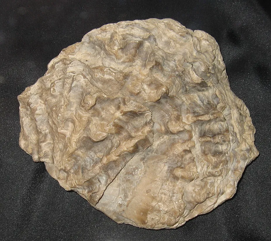 Eastern oyster (Crassostrea virginica) in its aquatic habitat