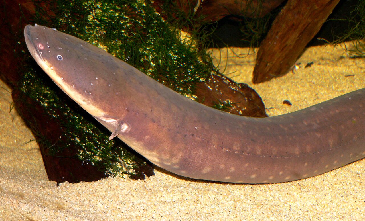 A long dark electric eel swimming above a sandy aquarium floor