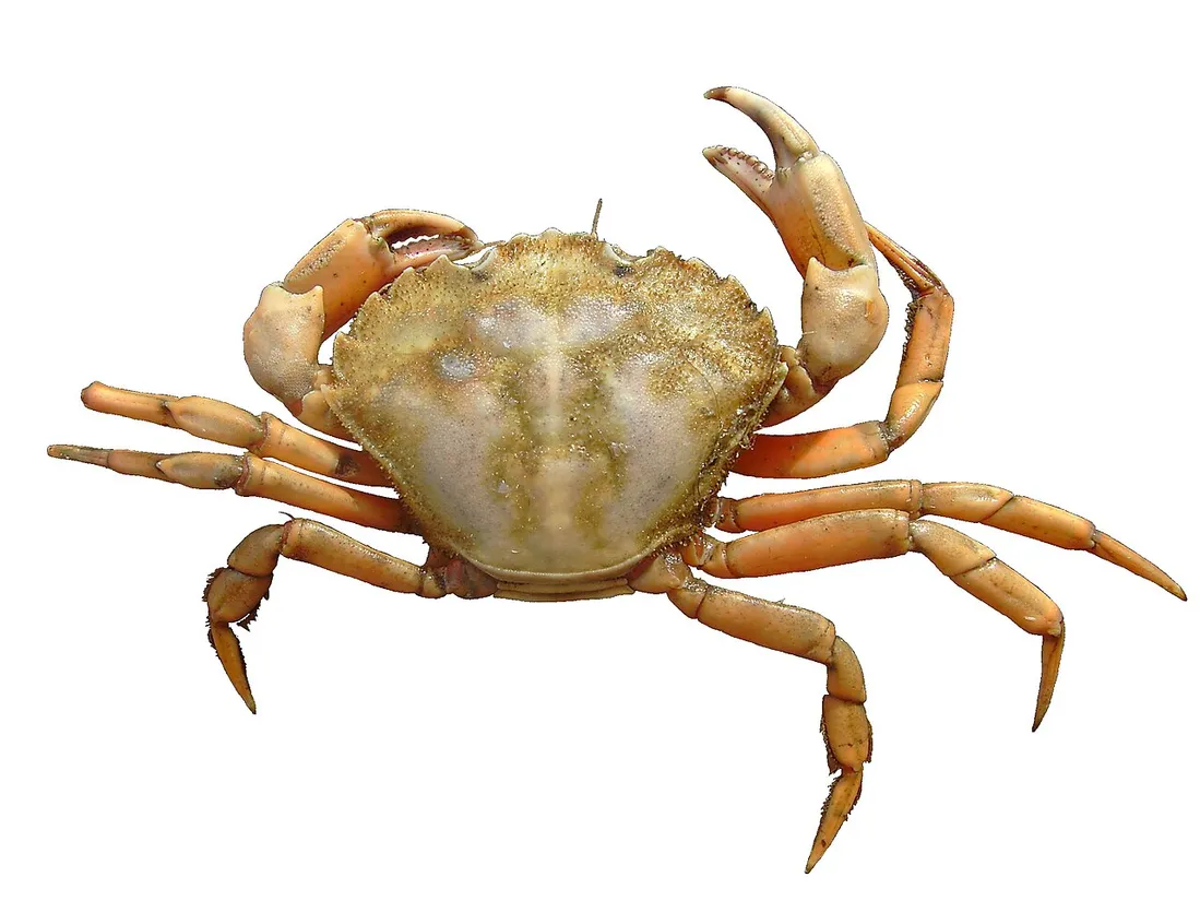 European green crab (Carcinus maenas) in its aquatic habitat