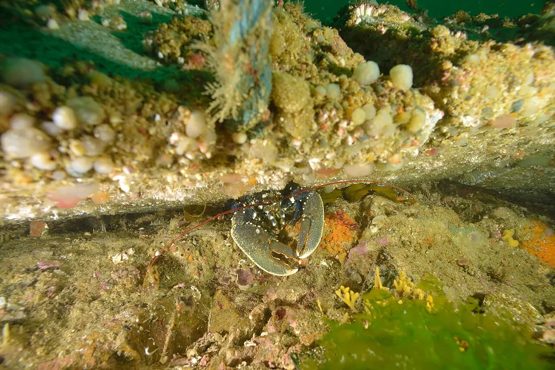 European lobster (Homarus gammarus) in its aquatic habitat