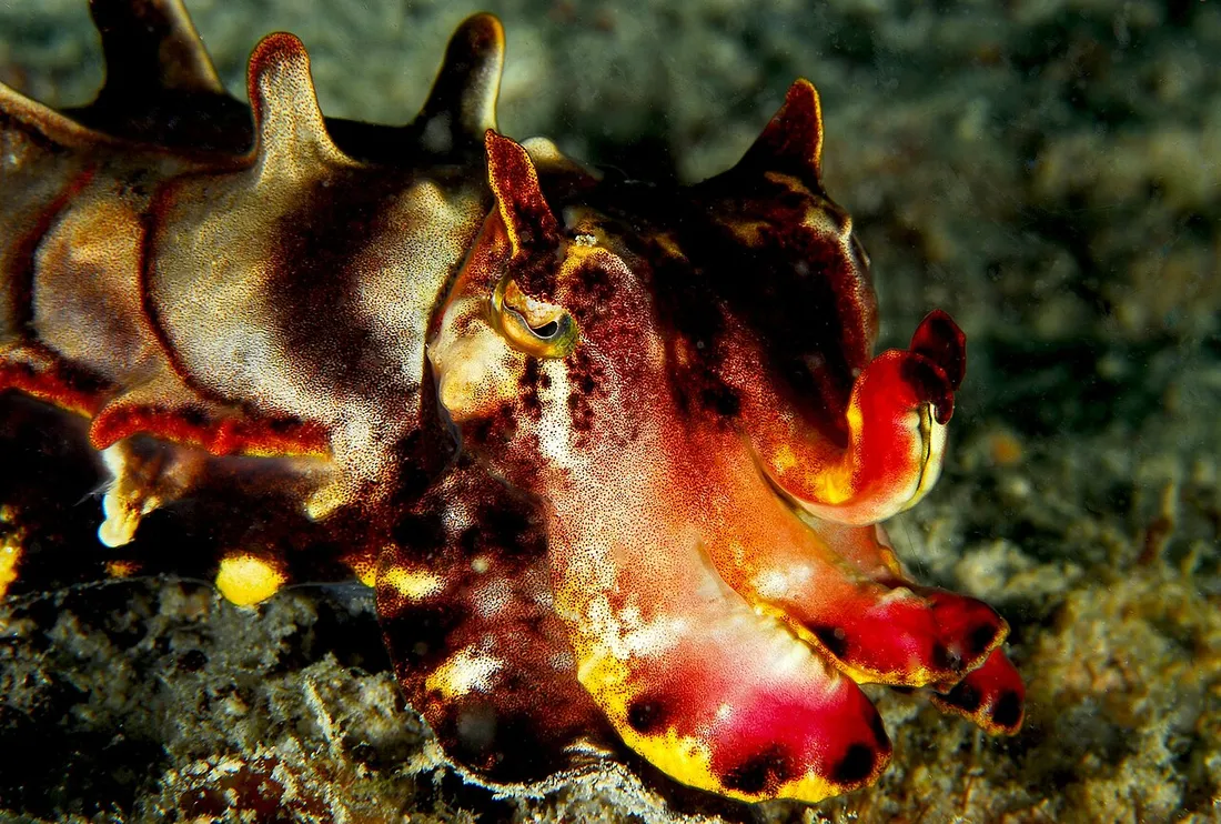 Flamboyant cuttlefish (Metasepia pfefferi) in its aquatic habitat