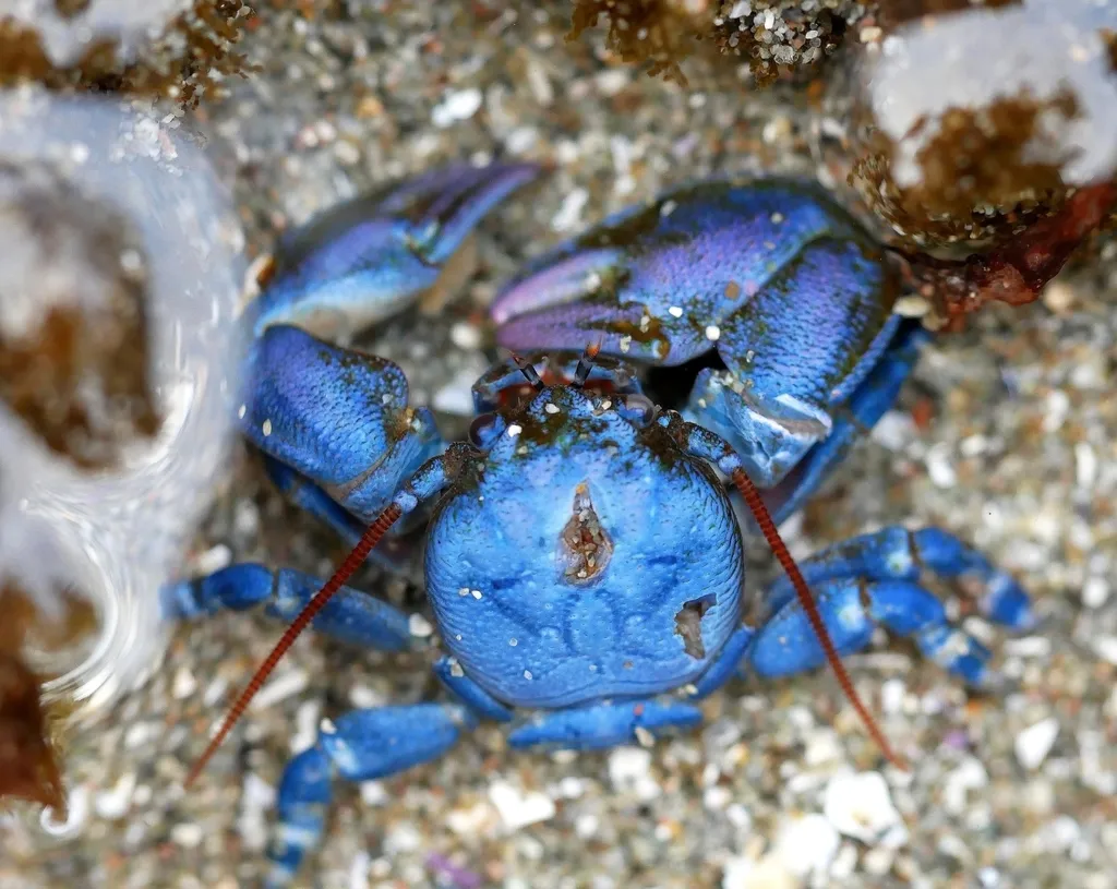 Flat porcelain crab (Petrolisthes cinctipes) in its aquatic habitat