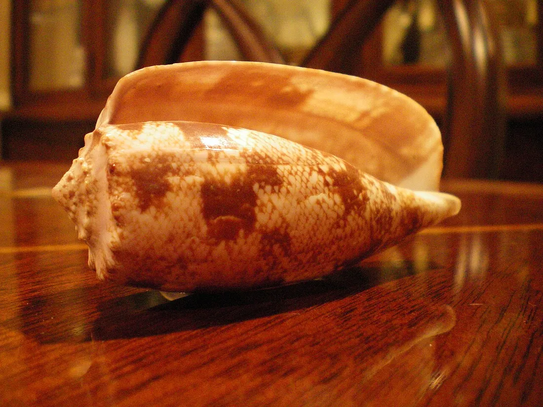 Geography cone (Conus geographus) in its aquatic habitat
