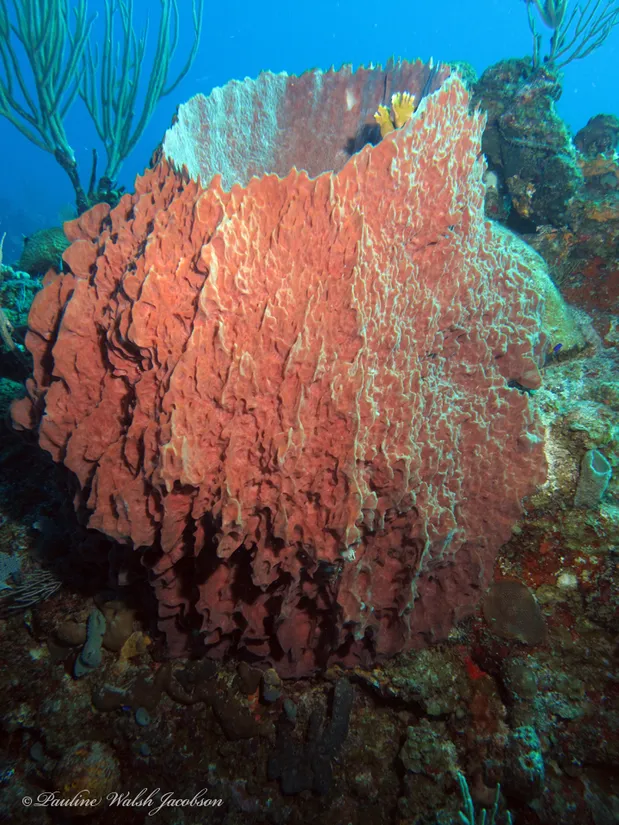 Giant barrel sponge (Xestospongia muta) in its aquatic habitat