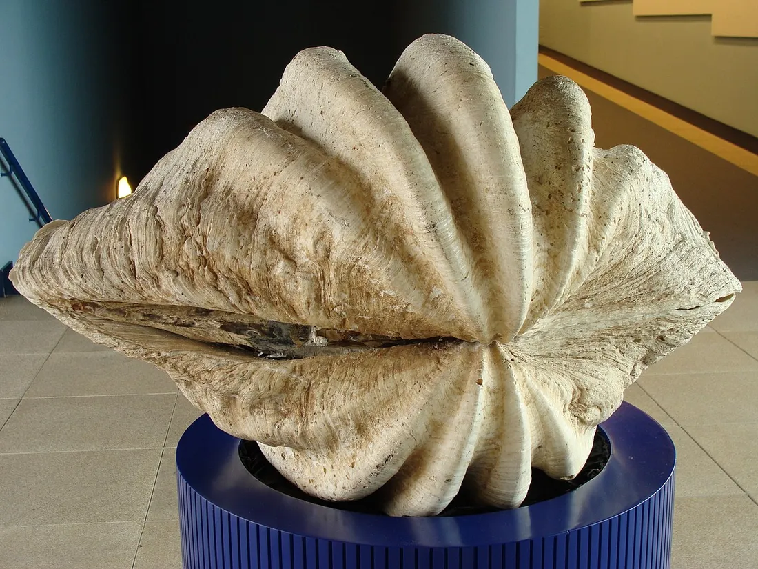 Giant clam (Tridacna gigas) in its aquatic habitat