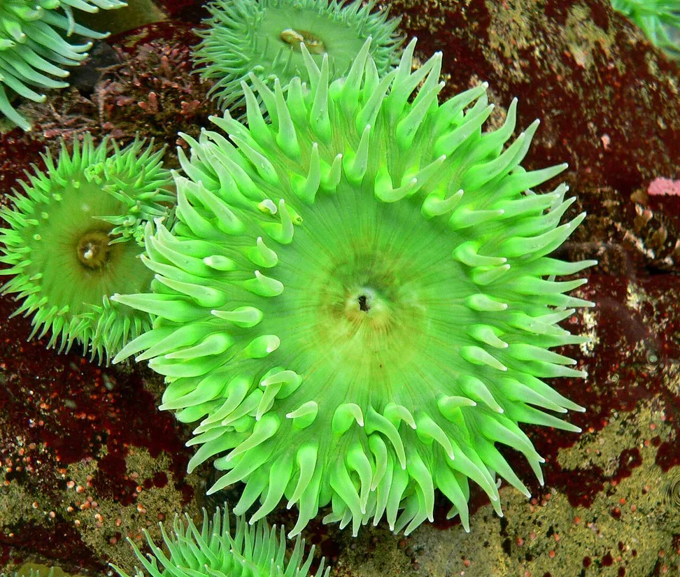 Giant green anemone (Anthopleura xanthogrammica) in its aquatic habitat