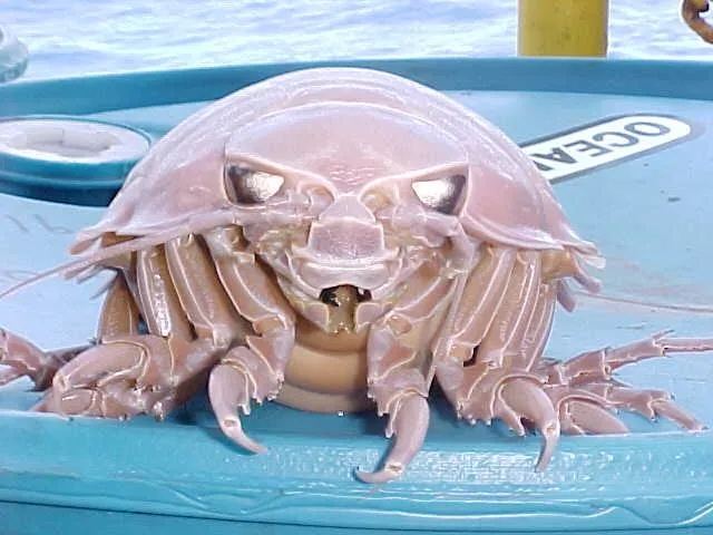 Giant isopod (Bathynomus giganteus) in its aquatic habitat