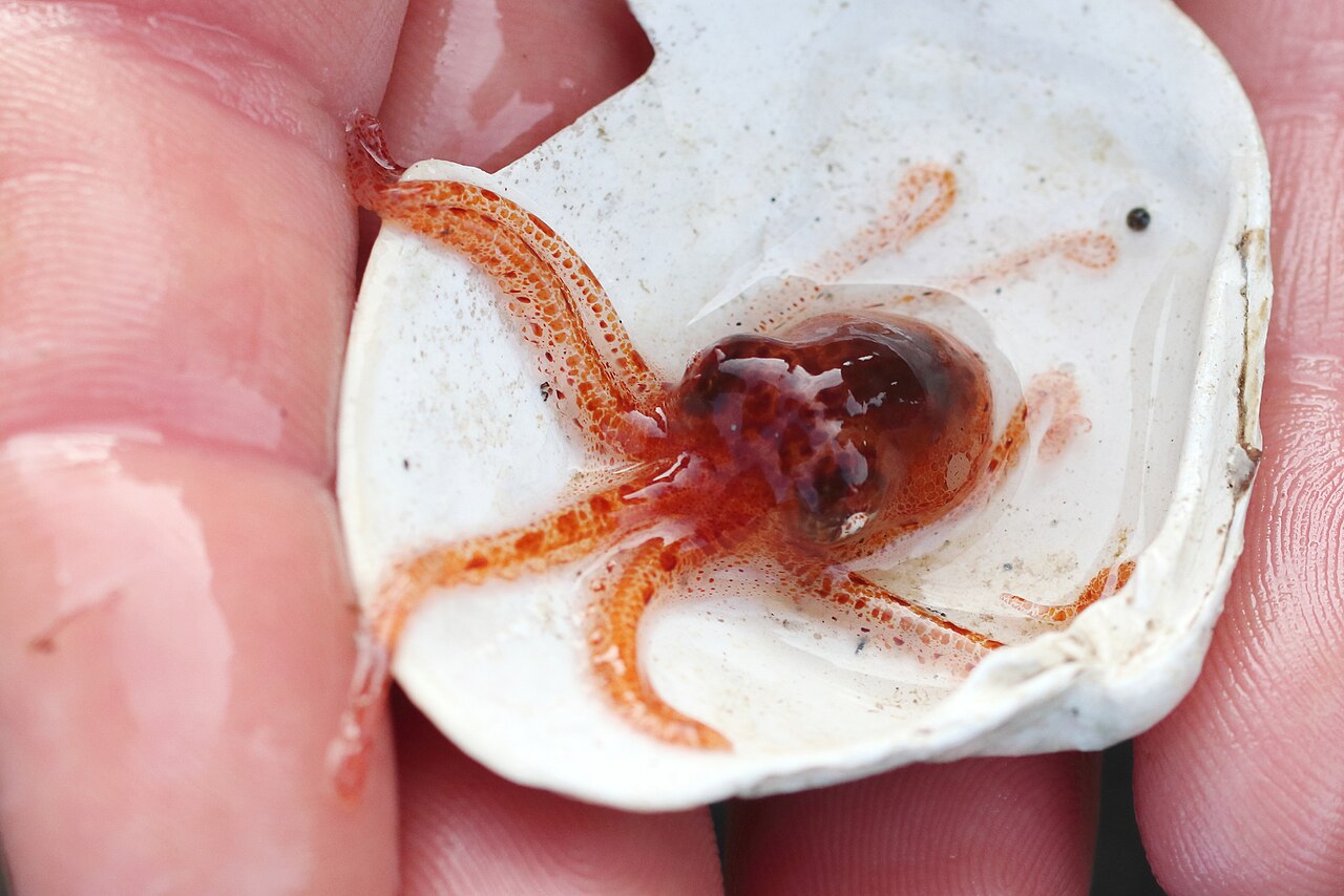A reddish giant Pacific octopus spreading its arms across rocks underwater